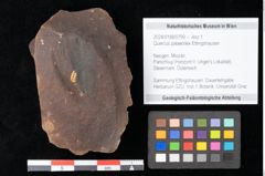 Foto (Objekt + Etikett) von Quercus palaeoilex Ettingshausen (NHMW-GEO-2024-0188-0799)